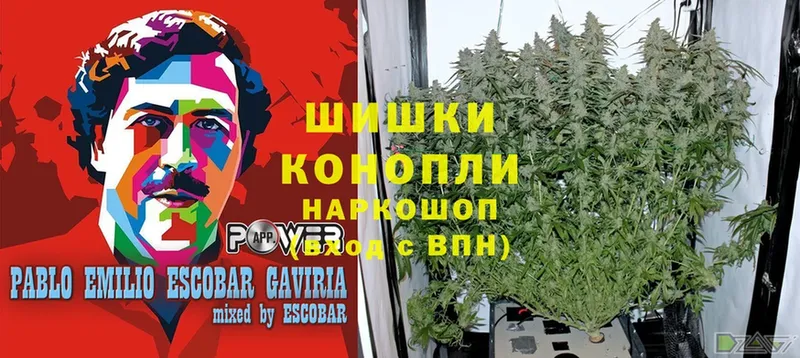 сколько стоит  Александров  Бошки марихуана OG Kush 